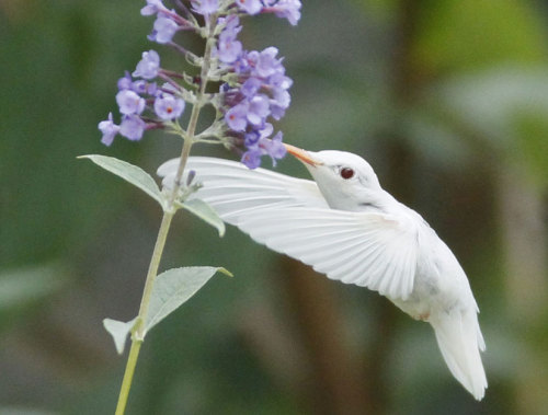 vegansaurus:It’s a rare albino ruby-throated hummingbird captured (I just mean on camera, sill