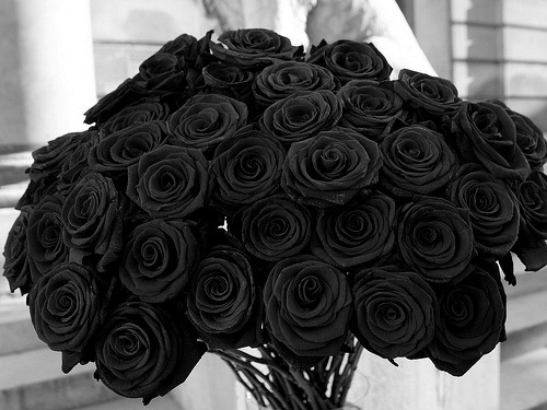 Porn sevvven:  black roses, classy  photos