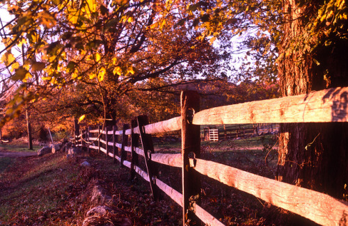 Golden Afternoon by g.bremer on Flickr.