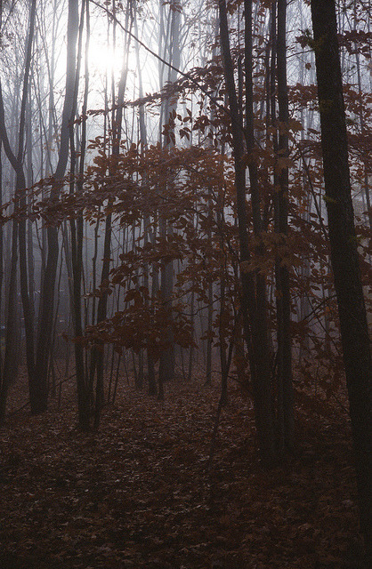 Through the Trees by g.bremer on Flickr.