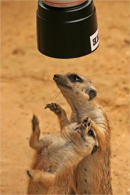funnywildlife:   Get outta the way, me first!!  