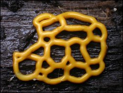 wnycradiolab:  Can I spend the rest of the day looking at slime molds, please? There are more for your viewing pleasure here and here. 