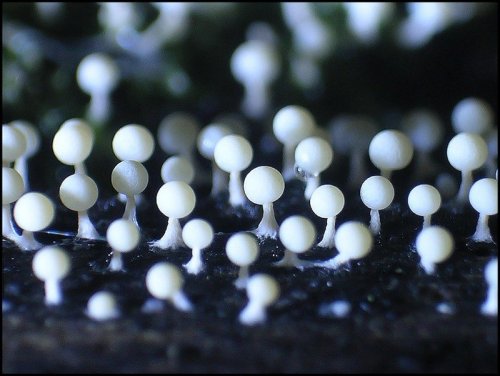 wnycradiolab:  Can I spend the rest of the day looking at slime molds, please? There are more for your viewing pleasure here and here. 