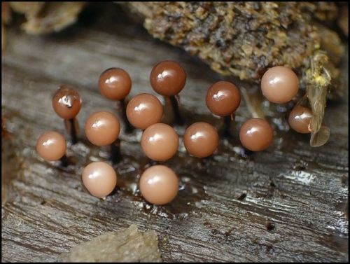 wnycradiolab:  Can I spend the rest of the day looking at slime molds, please? There are more for your viewing pleasure here and here. 