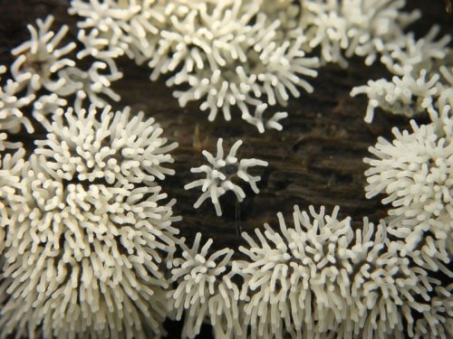 wnycradiolab:  Can I spend the rest of the day looking at slime molds, please? There are more for your viewing pleasure here and here. 