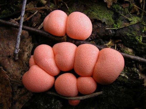 wnycradiolab:  Can I spend the rest of the day looking at slime molds, please? There are more for your viewing pleasure here and here. 