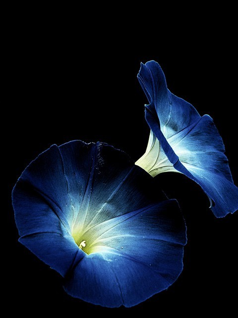 todayintokyo:  The morning glory (朝顔 or asagao in Japanese) is the flower most