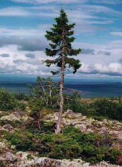 “Old Tjikko is a 9,550 year old Norway