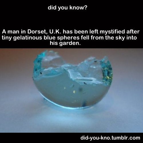 did-you-kno:  The tiny, one-inch gelatinous spheres are odorless, are not sticky,
