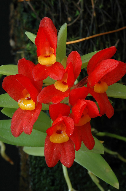 Fernandezia maculata, native to Venezuela, Ecuador and Peru, where it can be found on the western slopes of the Andes in seasonally dry forests around 2200 meters in elevation. Plant grown and photographed by Alex Zöllig.