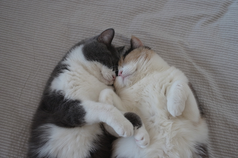Besos