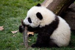 Giant Panda Photos