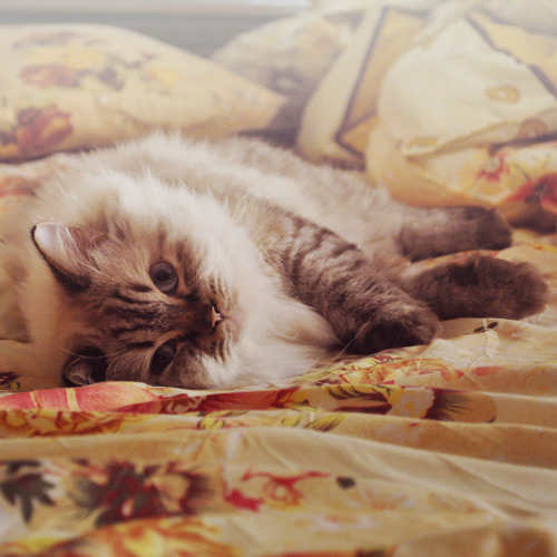 catp0rn:  http://losemylights.tumblr.com/ 