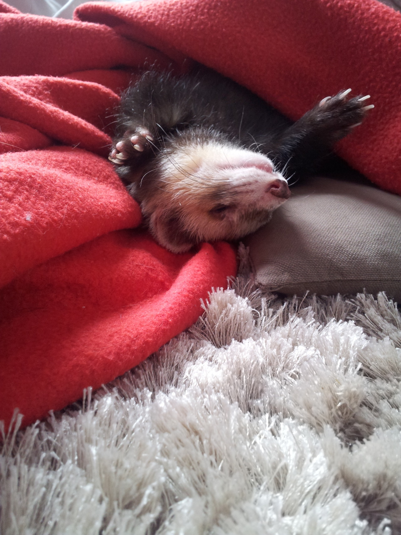 Poutpout &ldquo;C'est vraiment trop dur la vie&rdquo; Â #furet #ferret