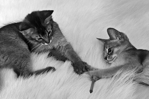 kisur / cats by ó.dómhildur on Flickr.