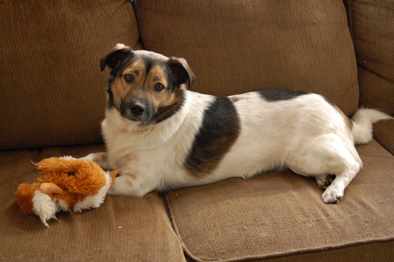 It’s true his legs aren’t quite corgi-short, but plenty of corgi-jacks seem to come out a little leggier, and I’m still seeing a generally long & low profile. Plus perhaps something houndy like a beagle that’s providing those broad shoulders.