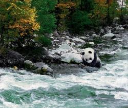 Giant Panda Photos