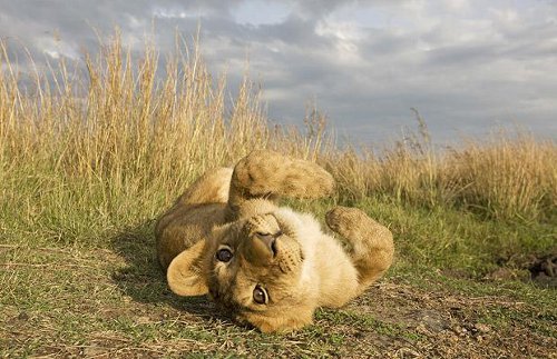 Taken by Anup and Manoj Shah at Masai Mara.