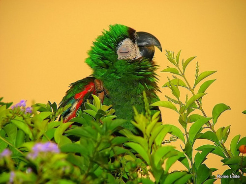 fat-birds: fat-birds: Ararinha by Ronie Leite on Flickr. peaceful