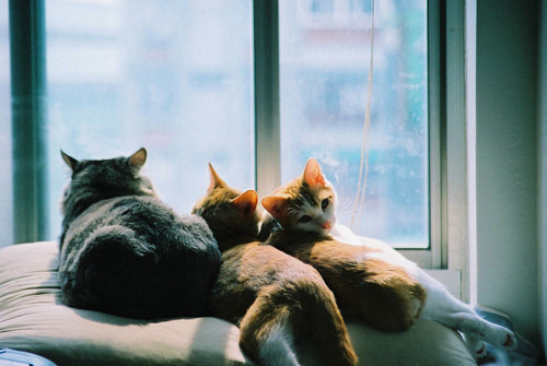 Sweet Escape