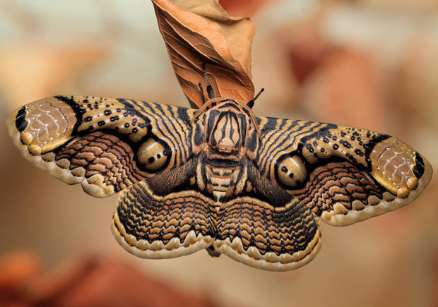  Sino-Korean Owl Moth (Brahmaea certhia) 