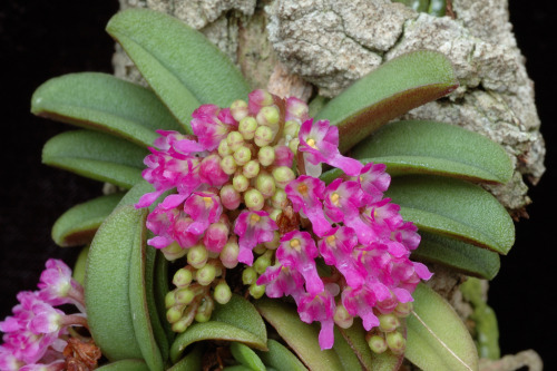 Schoenorchis fragrans, a miniature species from Assam India, Myanmar, Thailand and Yunnan China, where it grows at elevations from 500 to 1000 meters. Photograph byEric Hunt, via Orchidspecies.com.