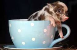 pigsonpigsonpigs:  This little piggy is quite literally a teacup pig. 