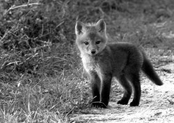 i love foxes! <3