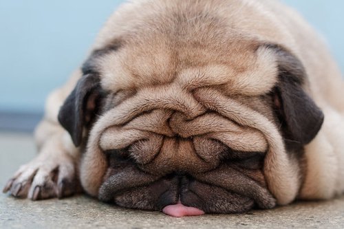 lifes-a-mistry:  Soomanyrolls  HOLY omg i love pugs so much it’s not even healthy