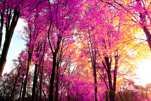 Find Beauty: Wherever You Can
