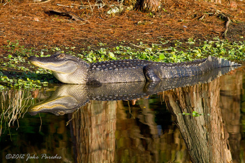 magicalnaturetour:  “The American Alligator” by Joaquin Paredes) 