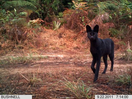 theotherusernamewastaken:  varlandgear:  lebanesepoppyseed:  gonnaruinyrshoes:  hvrtado:   Melanistic servals  so weird  KITTY DEER PUPPY FOX OH GOD CRYING  Kitty deer puppy fox  WHAT ARE YOUR LEGS. I DON’T UNDERSTAND. Like scrolling down I was like