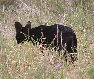 theotherusernamewastaken:  varlandgear:  lebanesepoppyseed:  gonnaruinyrshoes:  hvrtado:   Melanistic servals  so weird  KITTY DEER PUPPY FOX OH GOD CRYING  Kitty deer puppy fox  WHAT ARE YOUR LEGS. I DON’T UNDERSTAND. Like scrolling down I was like