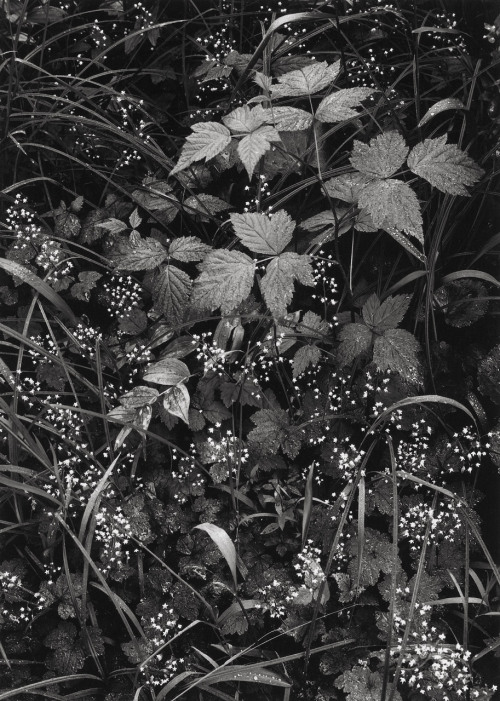 Trailside Near Juneau, Alaska photo by Ansel Adams, 1948