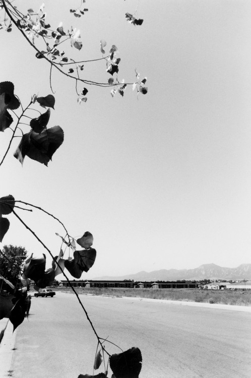 Cottonwood Leaves, Boulder County, Colorado photo by Robert Adams, 1988