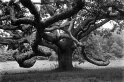 Giant oak tree on Martha&rsquo;s Vineyard photo by Alfred Eisenstaedt, North Tisbury, Massachusetts 1969