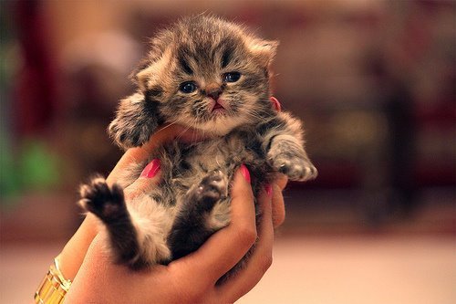 ((not actual cat porn))