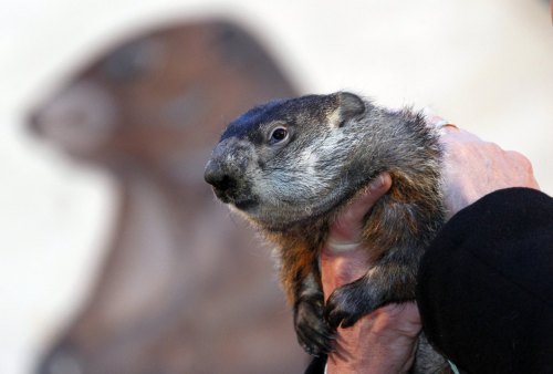 reuters:
“ Famed weather prognosticating groundhog Punxsutawney Phil prepares to make his annual weather prediction on Gobbler’s Knob in Punxsutawney, Pennsylvania, on the 126th Groundhog Day, February 2, 2012. Phil saw his shadow, signaling six more...