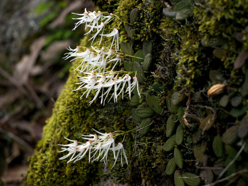 Dockrillia linguiforme, also known as the tongue orchid, is a native of rain forests and eucalyptus forests in Queensland and New South Wales, Australia. Photographed in situ by Moximus.