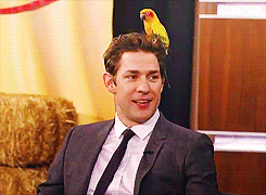 jim halpert and a sun conure :) what more could you want? lol :)