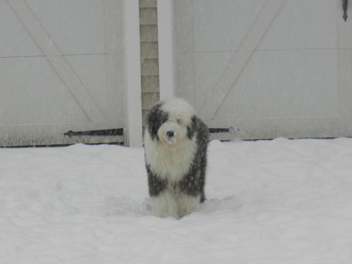 Barnaby in the snow.