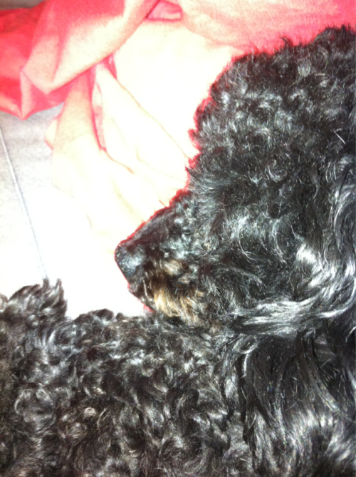 Day 23 knocked out #365photos #adayinalife #poodle