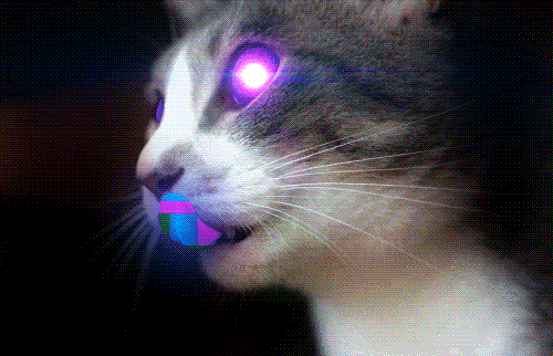 🐱