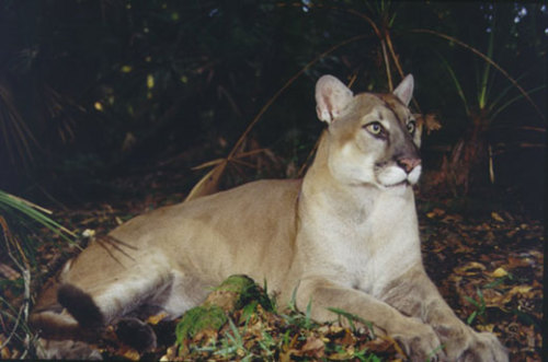 florida panther