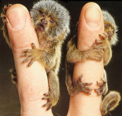 marmoset