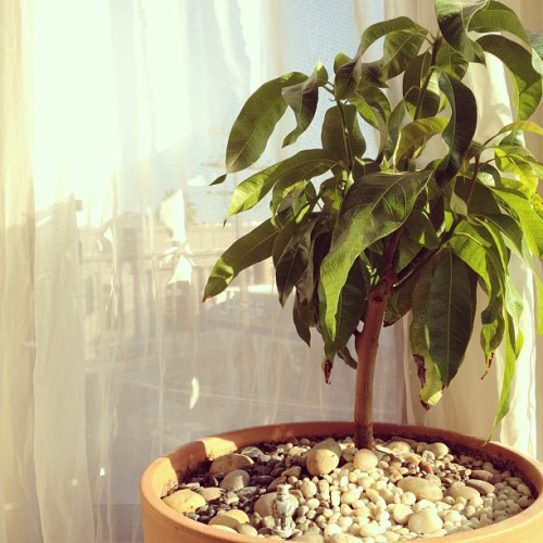 A Kent mango, growing in San Francisco. #strangetrees (Taken with instagram)