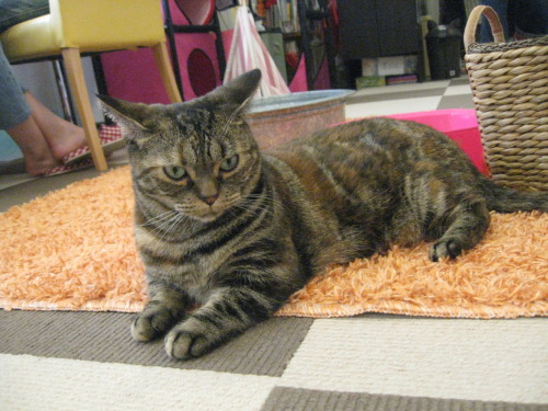 verymeltyjapan:  Welcome to Neko Maru Cafe!