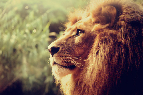 gofuckingnuts:  Spirit Never Dies on We Heart It. http://weheartit.com/entry/22202404 