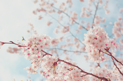 chickabiddy:sakura (by Nixie+)