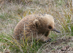 theanimalblog:  Best foot forward (Short-beaked Echidna) (by Nuytsia@Tas) 